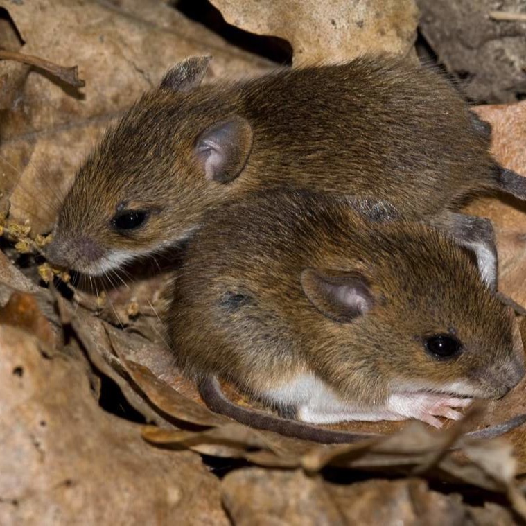 Уничтожения мышей в частном доме в Макеевке?