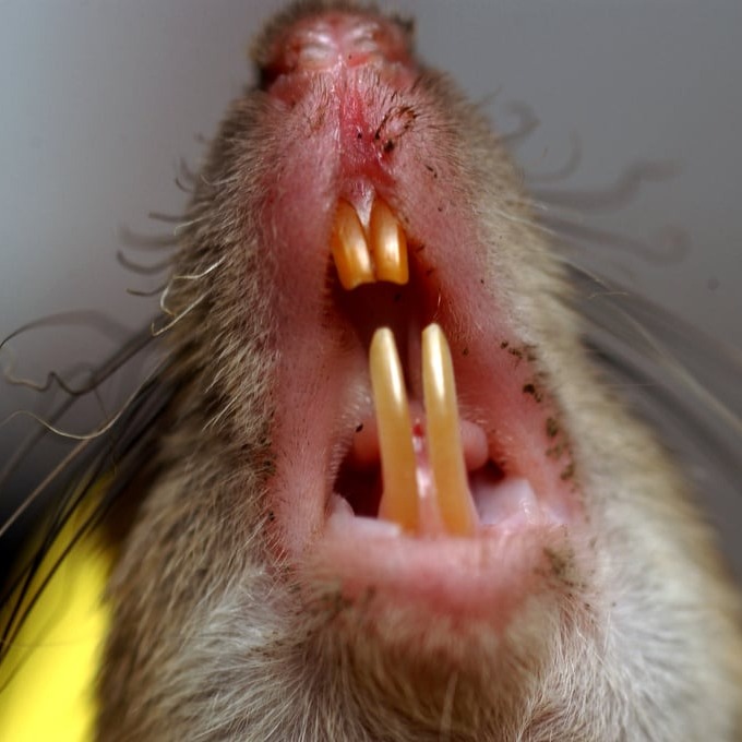 Дератизация крыс в Макеевке?